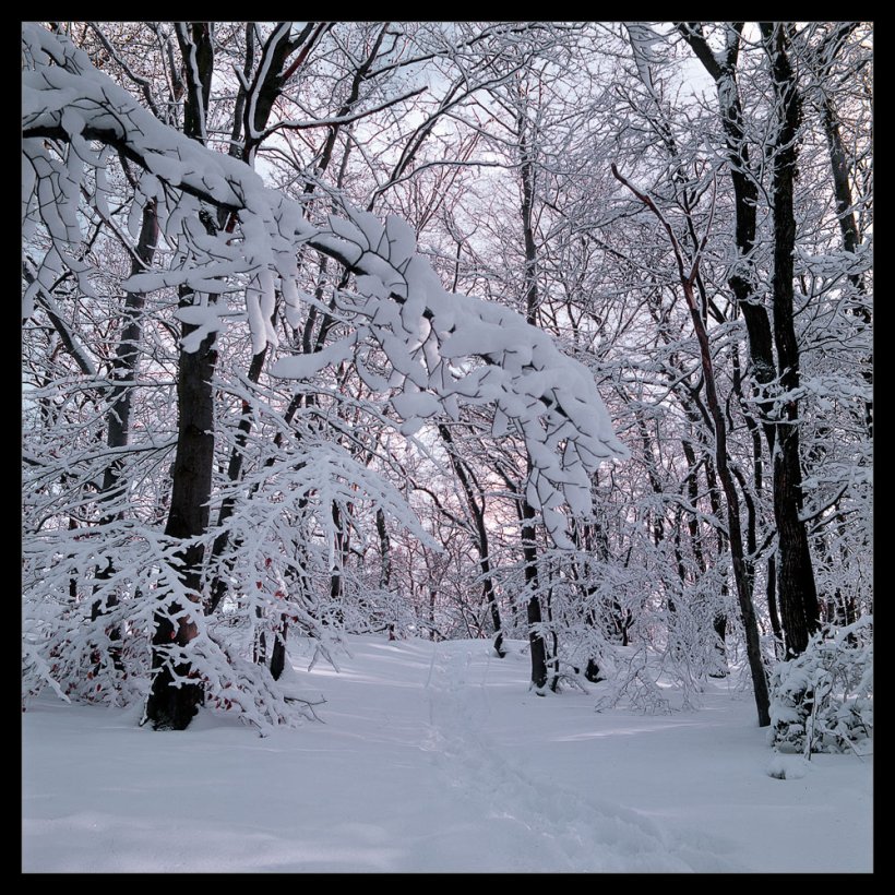 Wintermaerchen-Hasselblad-500CW