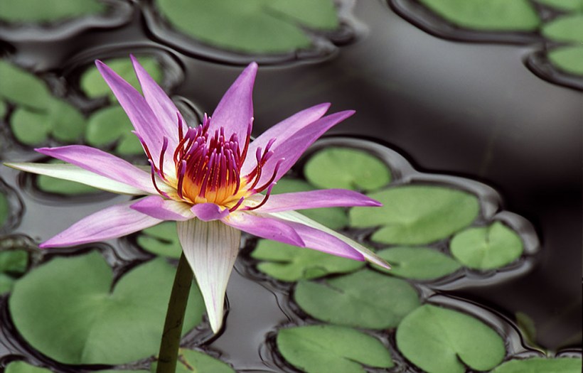 Seerose mit Nikon F4 auf Fuji Velvia 50 - Nikon Coolscan V ED