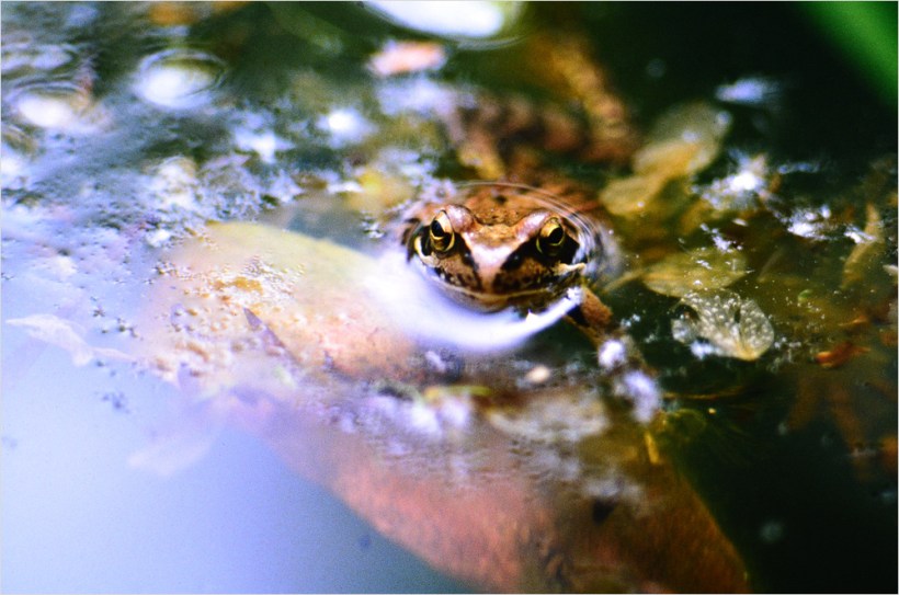 D70_0970 Suboptimaler Scan mit Nikon D7000 und Nikon ES-1