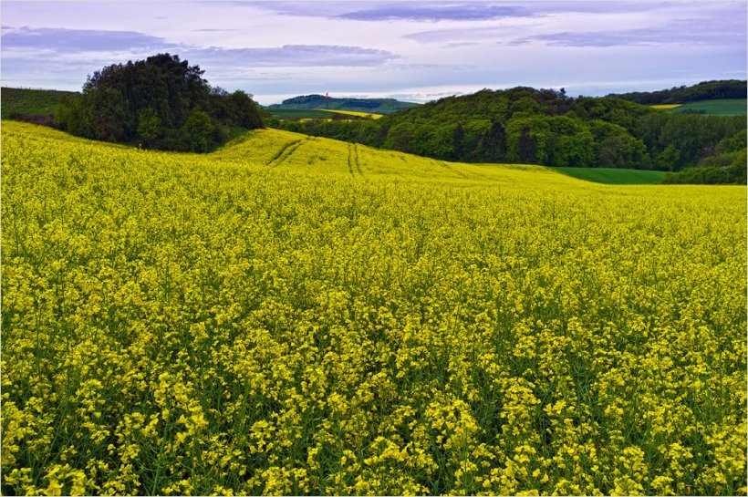 Rapsfeld mit Fuji Finepix X100