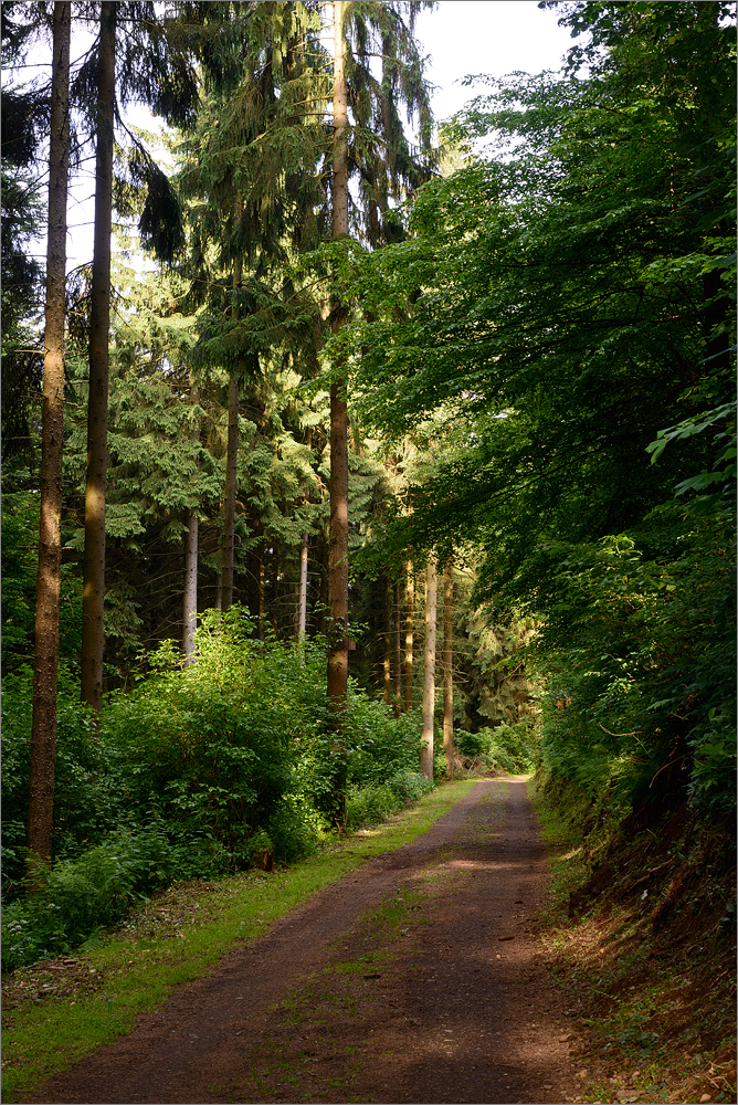 Beispielfoto - Nikon D800E mit Micro-Nikkor AiS 2.8/55mm