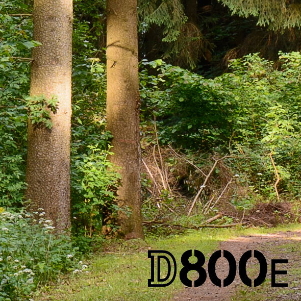 100% Crop - Nikon D800E Micro-Nikkor AiS 2.8/55mm