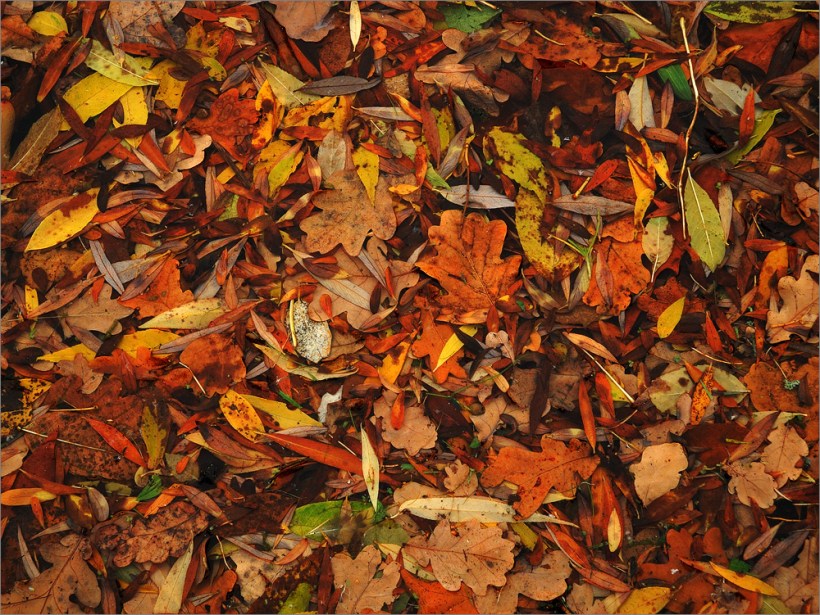 Beispielfoto - Sample Picture - Nikon P7100