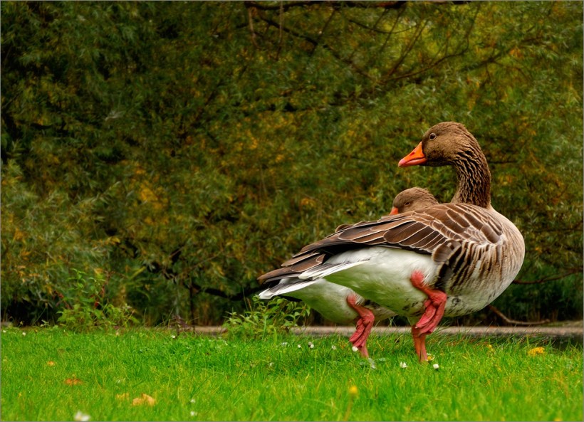 Beispielfoto - Sample Picture - Nikon P7100