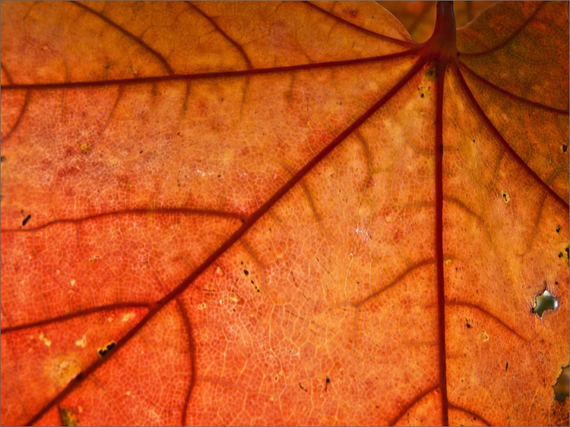 Beispielfoto - Sample Picture - Nikon P7100