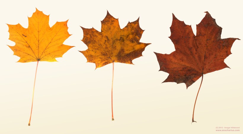 Herbstlaub auf dem Scanner