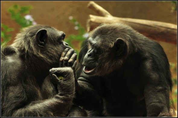 Loro Parque - Tenerife