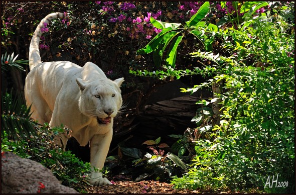 Loro Parque - Tenerife