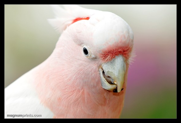 Loro Parque - Tenerife