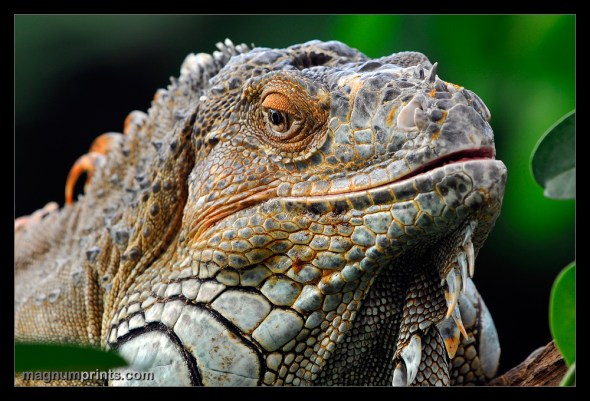 Loro Parque - Tenerife