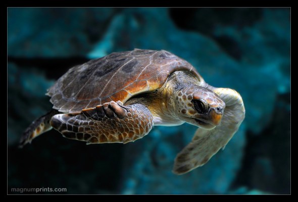 Loro Parque - Tenerife