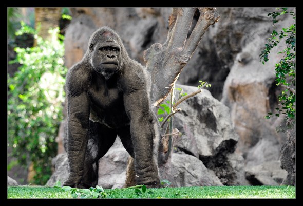 Loro Parque - Tenerife