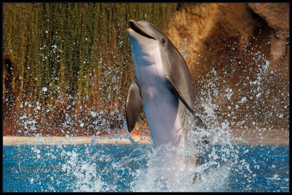 Loro Parque - Tenerife