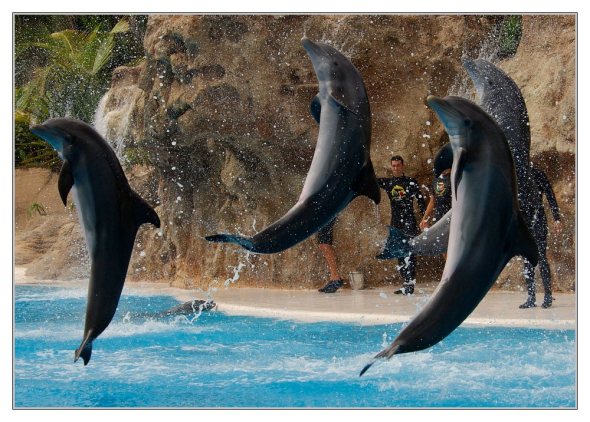 Loro Parque - Tenerife