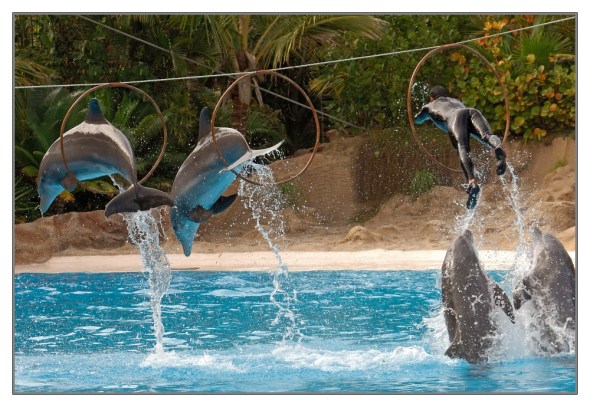 Loro Parque - Tenerife