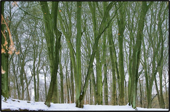 DSC_0019_Snapseed_1000px