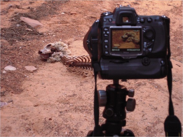 Nikon D300 - USA South West - 2009