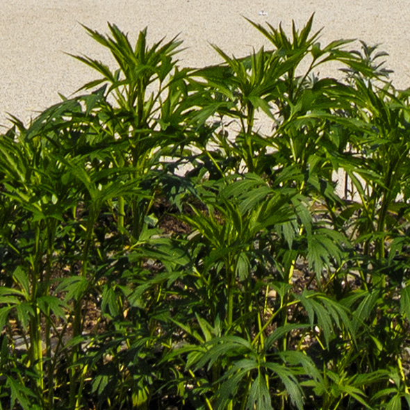 Nikon_1V1_Testimage_04_Sharpness