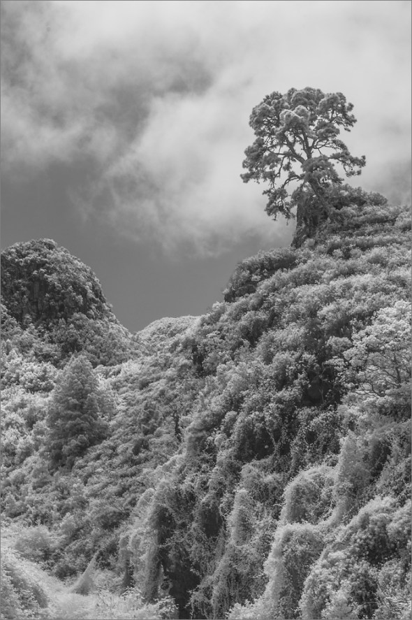 D300_IR830nm_2922