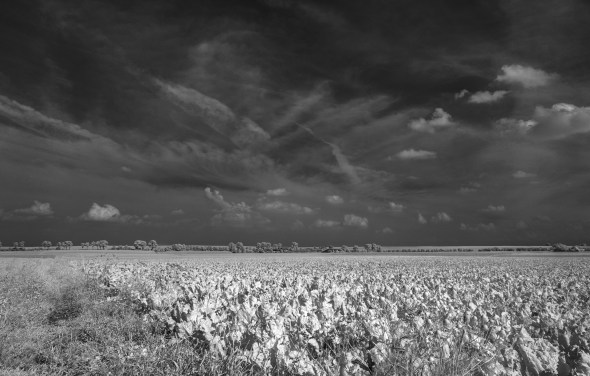 Nikon D300 - Infrared 830nm - Infrarot