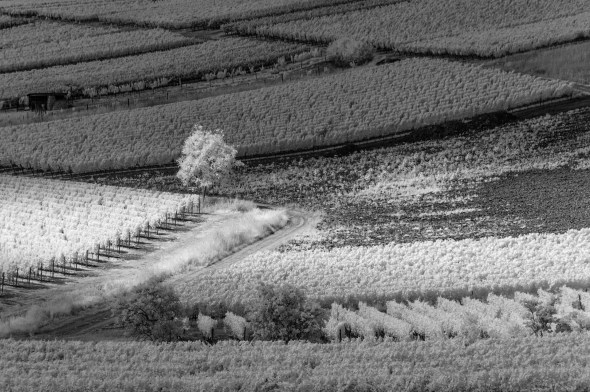 D300_IR830nm_4440_1920px