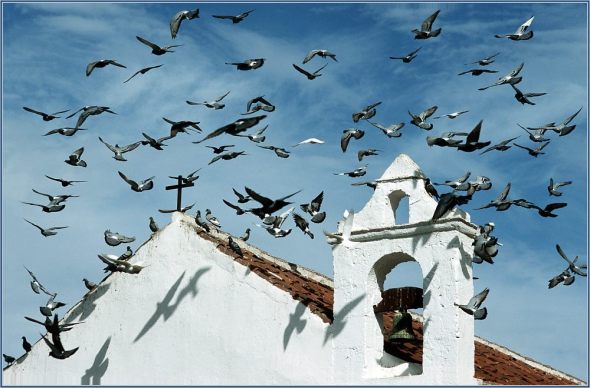 doves-d447781b-572a-43b2-927d-03d14846dc98